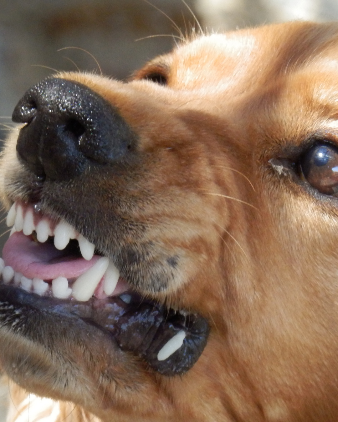 Chien qui grogne, babines retroussées — protocole chien réactif, agressif ou phobique