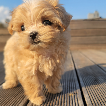Chiot beige sur une terrasse en bois — suivi chiot
