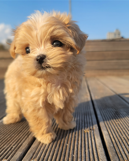 Chiot beige debout sur une terrasse en bois — suivi chiot