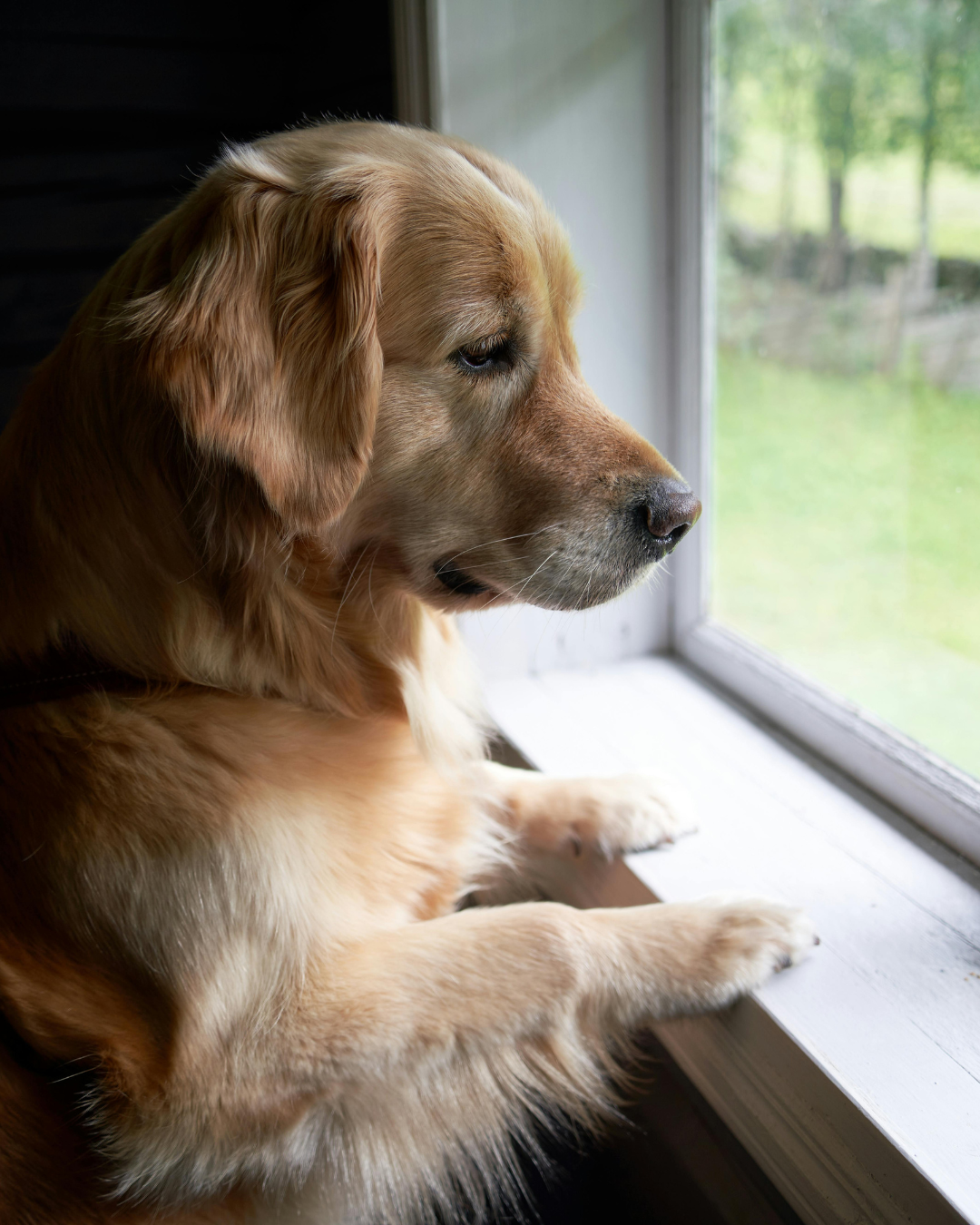 Chien golden retriever qui attend à la fenêtre — protocole anxiété de séparation