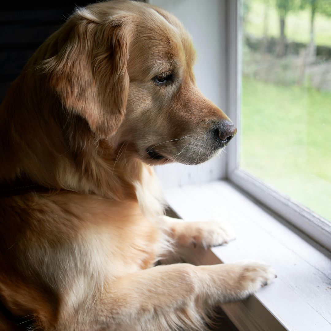 Chien qui attend à la fenêtre — protocole anxiété de séparation et/ou de solitude