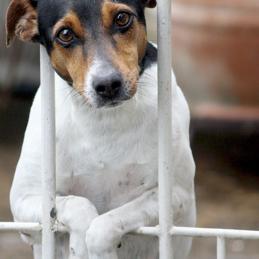 Chien derrière les barreaux d'un chenil de refuge — rééducation chien de refuge