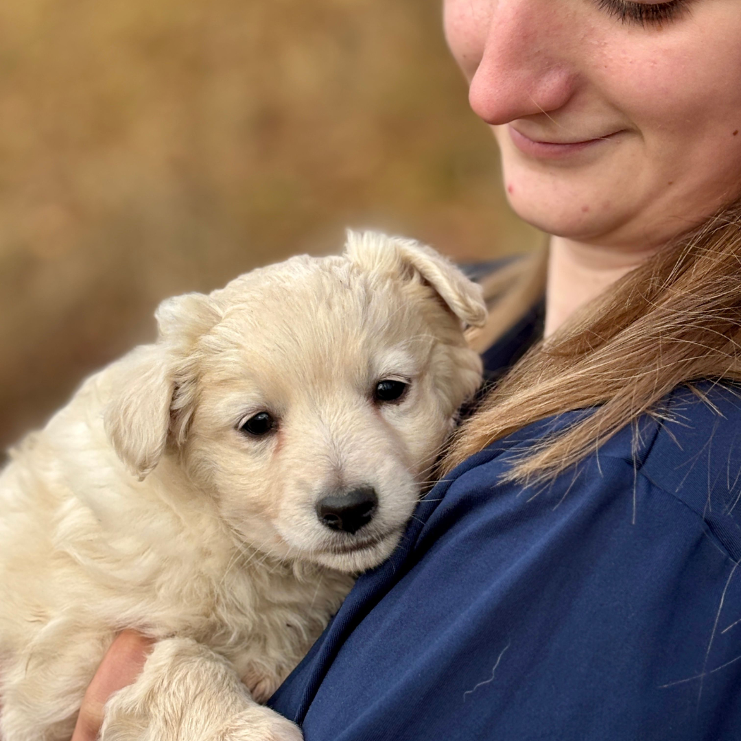Femme portant un chiot blanc dans ses bras — accueillir son premier chien ou chiot