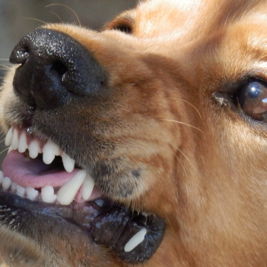 Chien qui grogne, babines retroussées — protocole chien réactif, agressif ou phobique