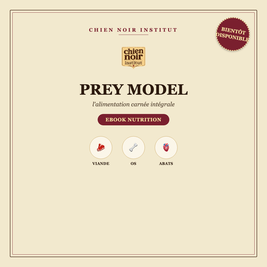 Ebook Prey Model - bientôt disponible