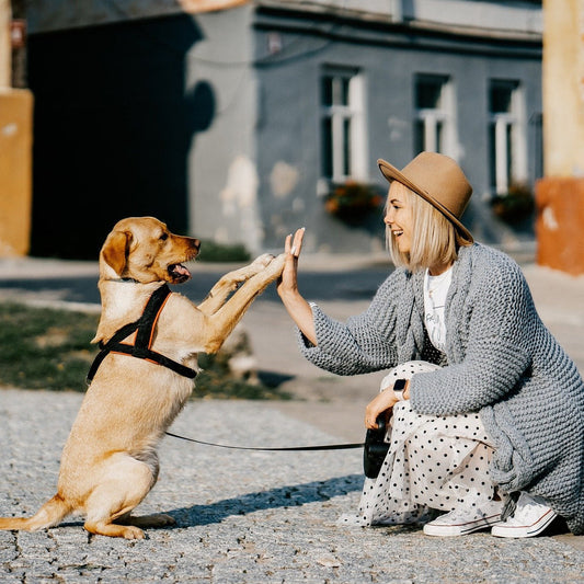 Personne avec son chien — bilan comportemental
