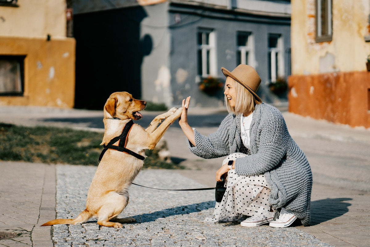 Bilan comportemental - éducation canine