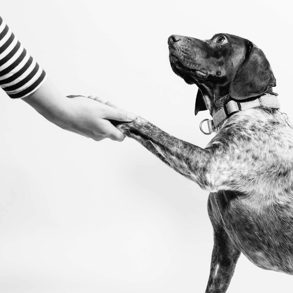 Personne et chien se tenant la main, symbole de compréhension et de lien