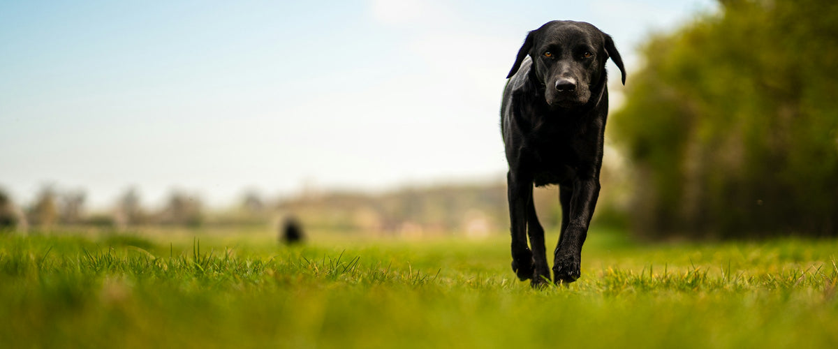 Labrador noir dans un champ - Chien Noir Institut