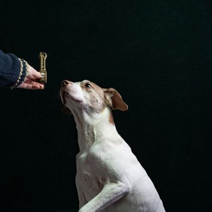 Renforcement positif avec un chien réactif